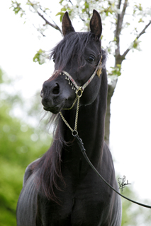 Shakeil Juni 2010